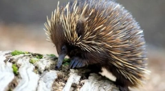 Ce animal și-a obținut numele în onoarea monstrului mitic?